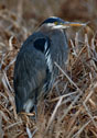 Ardea herodias